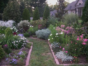 pink border and parterre (2)