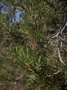 pinyon pine close