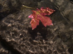 red leaf 3