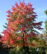 Acer rubrum Schlesingeri