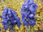 Aconitum carmichaelii arendensii 2