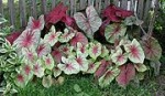 Caladiums