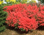 Euonymous alata burning bush large