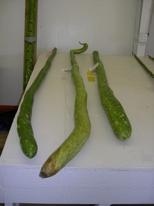 Gourds longest handle