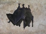 Gray bats