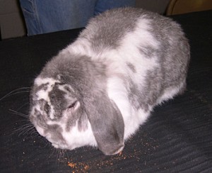 Holland lop rabbitDSCN4392