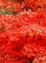 Japanese-Maple-Tree-Acer-palmatum-Osakazuki