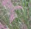 Muhly grass Purple 2 Fl