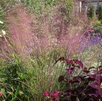 Muhly grass