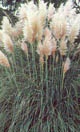 Pampas grass 2
