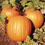 PumpkinHowden PumpkinHowden