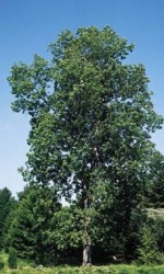 SHAGBARK HICKORy tree 2