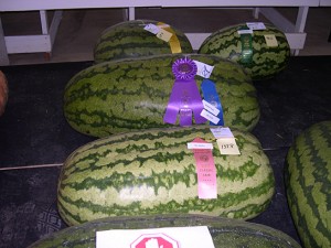 Watermellon 193.12