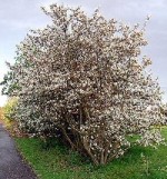 amelanchier lamarckii