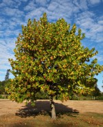 liquidambar Lane Roberts gr