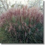 miscanthus-morning-light