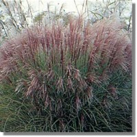 miscanthus-morning-light