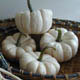 pumpkin Baby Boo 'Baby Boo'