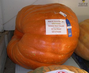 pumpkin winnerDSCN4371