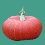 pumpkins cinderella pumpkins cinderella