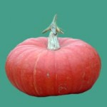 pumpkins cinderella