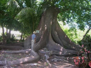 Bot G Ch n Silk Cotton tree