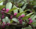 Callicarpa japonica