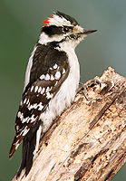 Downy Woodpecker