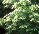 Oxydendron arboreum flowers