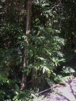 Palm G Bamboo Palm