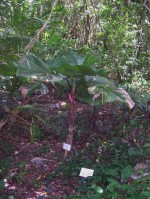 Palm G Licuala grandis (2)