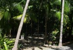 Palm G Picnic area