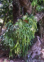 Palm  stahorn fern 3