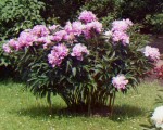 Peony bush