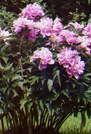 Peony bush