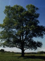 White Ash tree