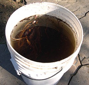 a bucket