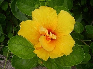 a hibiscus cloister