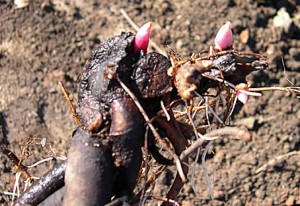 a root in soil