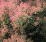 cotinus coryggria Flame