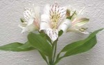 Alstroemeria White