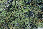 Blue-BerriedJuniper