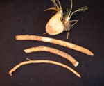 Horseradish roots