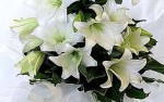 Lilies white