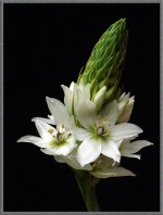 Star o Beth Ornithogalum arabicum