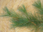 White Pine