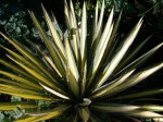 Yucca filimentosa Color Guard