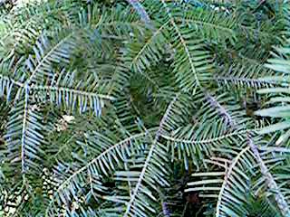 balsam fir