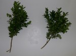 box sprigs