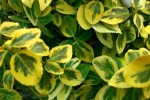 euonymus Emerakd n Gold